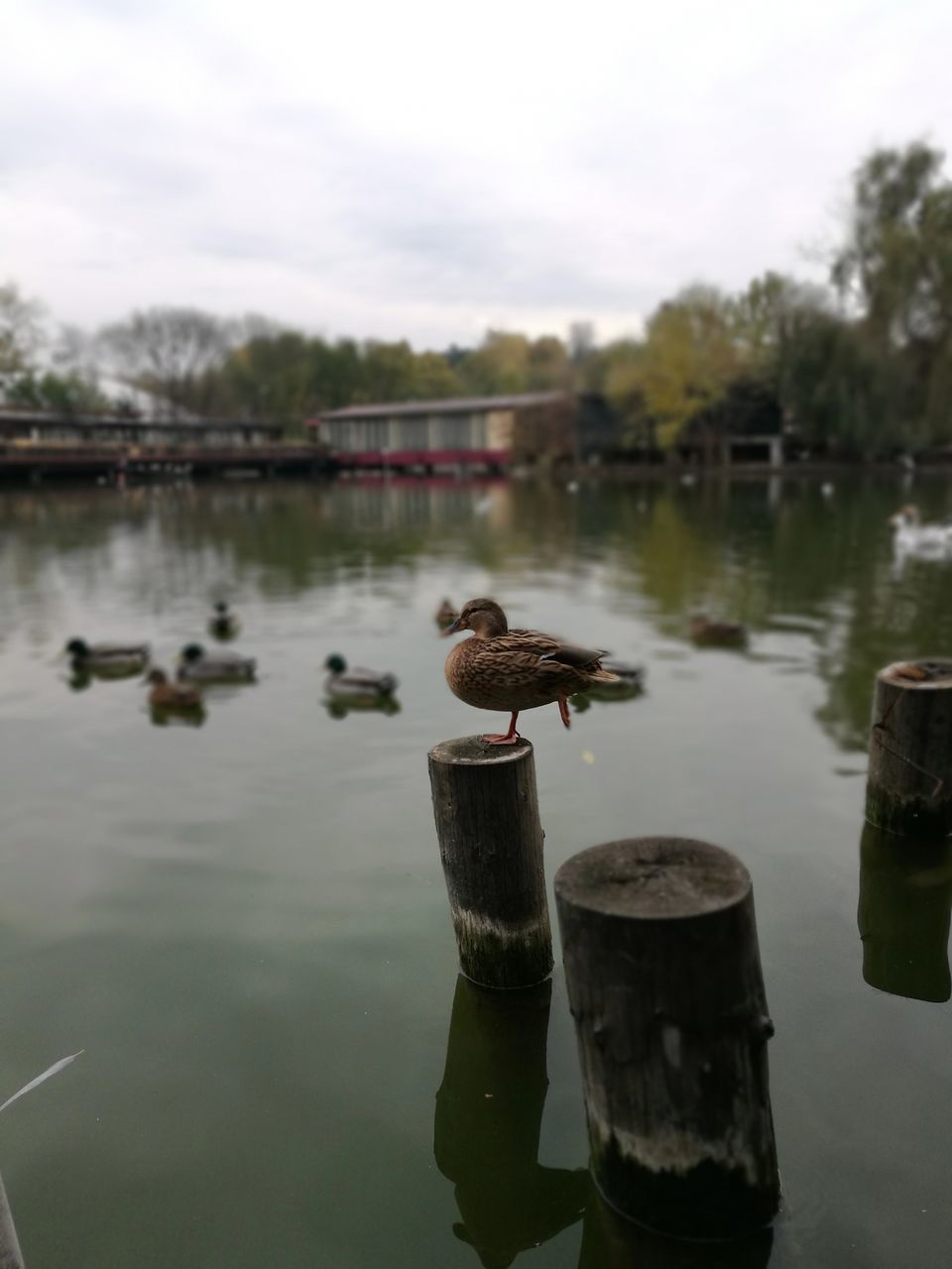 water, reflection, lake, animal themes, no people, nature, animals in the wild, bird, sky, outdoors, day, one animal, waterfront, animal wildlife, tree, beauty in nature