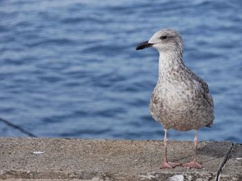 Close-up of bird perching on shore