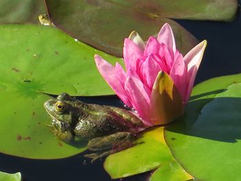 Close-up of lotus water lily