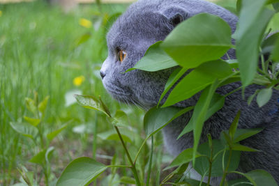 Domestic cat outdoors