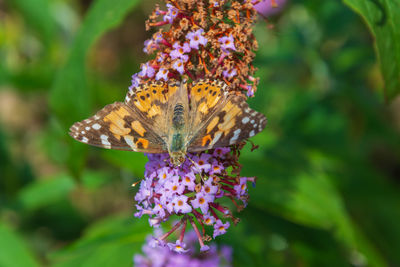 Close-up of butterfly pollinating on purple flower