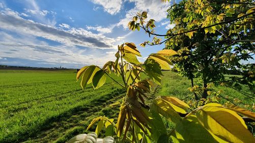 Scenic view of sunflower field against sky