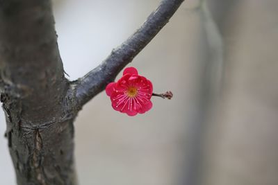 Close-up of pink flowers