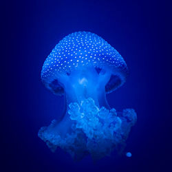 Close-up of jellyfish swimming in sea