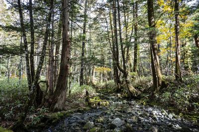 Trees in forest