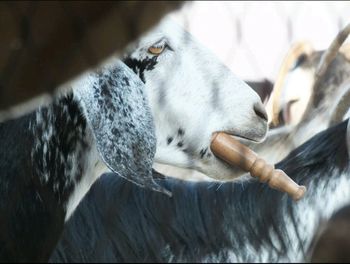 Close-up of goat carrying wood in mouth