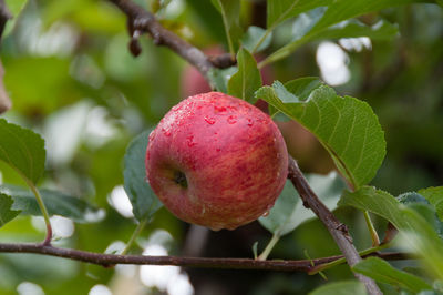 Close-up of apple growing on tree