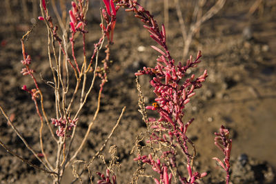 Close-up of red flowering plants on field