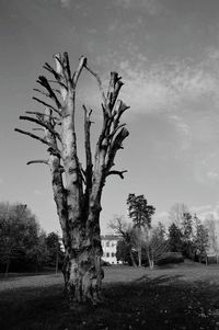 Bare trees on grassy field