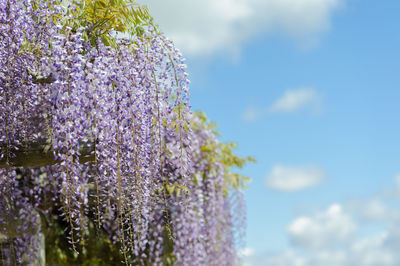 Close-up of purple flowering plant against sky