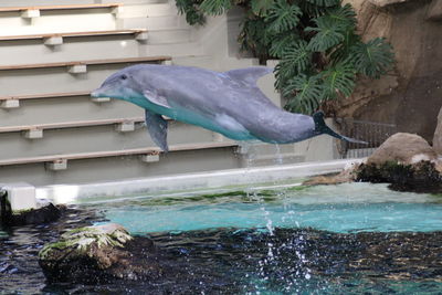 View of fish in swimming pool