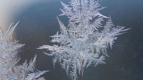 Close-up of snowflakes on frozen glass