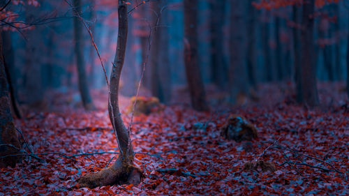 Close-up of tree trunk in forest
