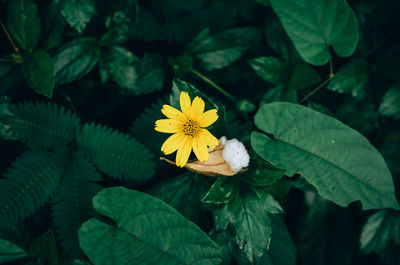 Close-up of yellow flowering plant