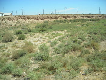 Scenic view of field against clear sky