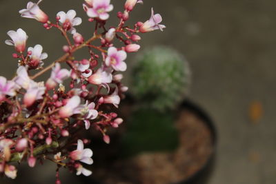 Close-up of pink cherry blossoms