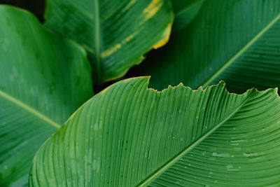 Close-up of green leaves