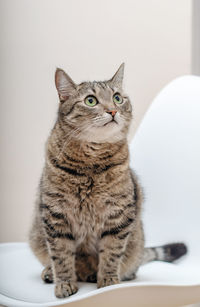 Portrait of cat sitting on table