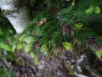 Close-up of pine cones on tree