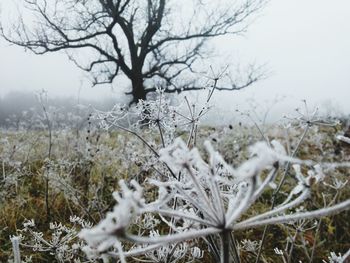 Bare trees on snow covered field