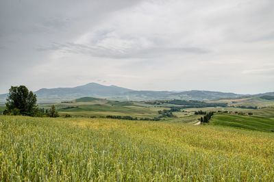 Scenic view of agricultural field against sky