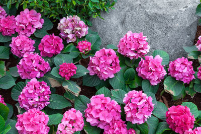 High angle view of pink flowering plants