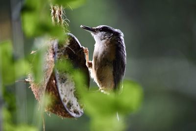 Close-up of bird perching on plant