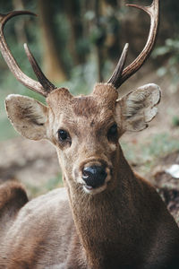 Portrait of deer