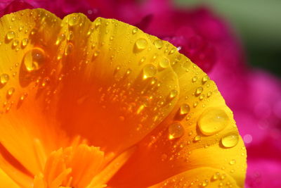 Close-up of water drops on yellow flower