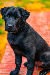 Close-up portrait of black dog