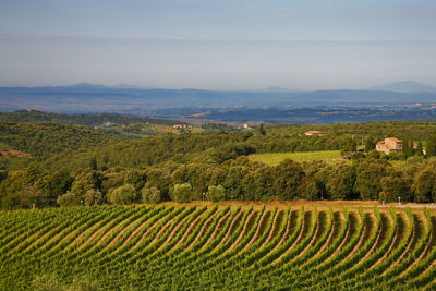 Scenic view of vineyard against sky