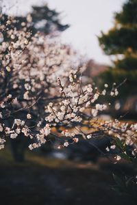 Close-up of cherry blossoms on field