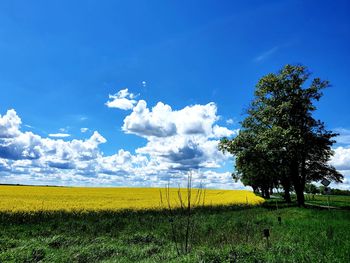 Scenic view of agricultural field against sky