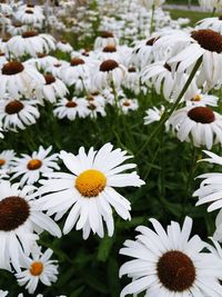 Close-up of white flowers blooming outdoors