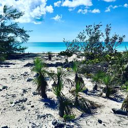 Plants on beach against sky