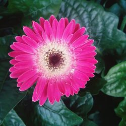 Close-up of pink flower blooming outdoors