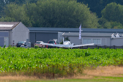 Plants growing on field