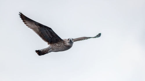 Low angle view of birds flying against clear sky