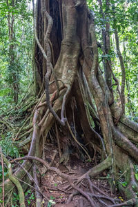 Tree roots in forest