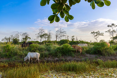 Cows in a field