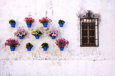 Potted plant against white wall of building