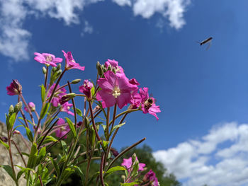 View of pink flowering plant