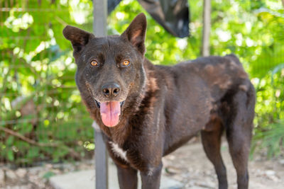 Portrait of dog standing on land