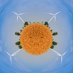 Low angle view of orange plant against blue sky