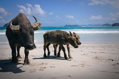 Elephant on beach against sky