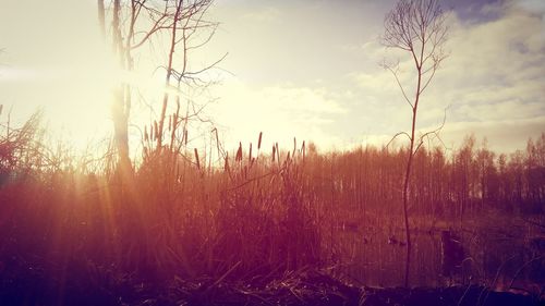 Close-up of grass against sky during sunset