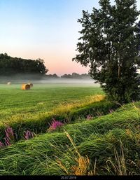 Scenic view of field against sky