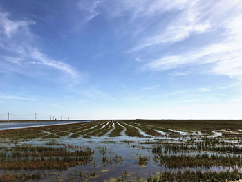 Scenic view of agricultural field against sky