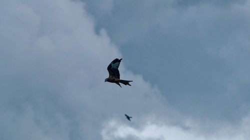 Low angle view of seagull flying in sky