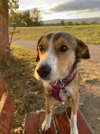 Portrait of dog looking away